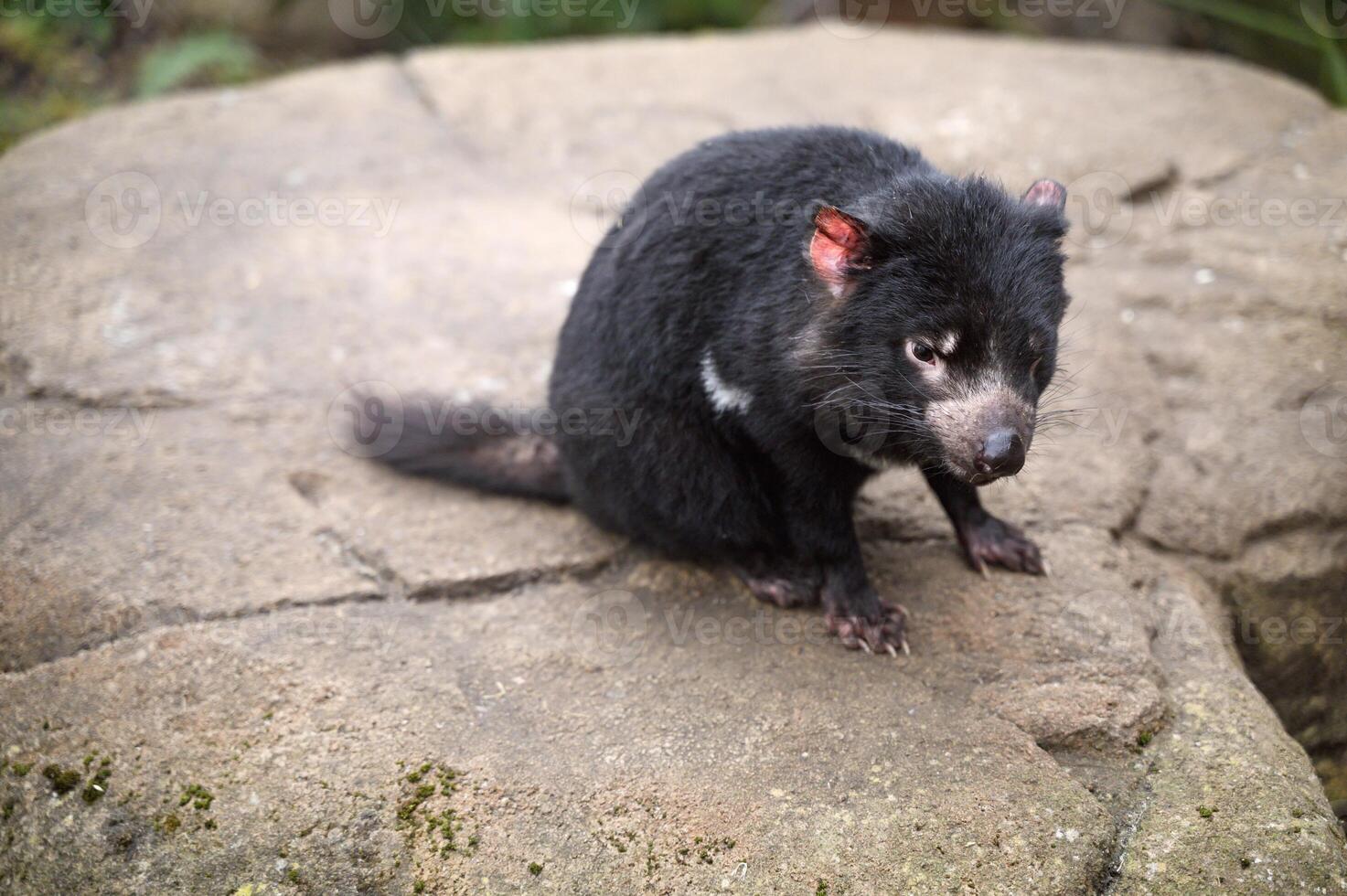 Tasmanian devil Sarcophilus harrisii purinina in Copenhagen zoo Kobenhavn 2025 photo