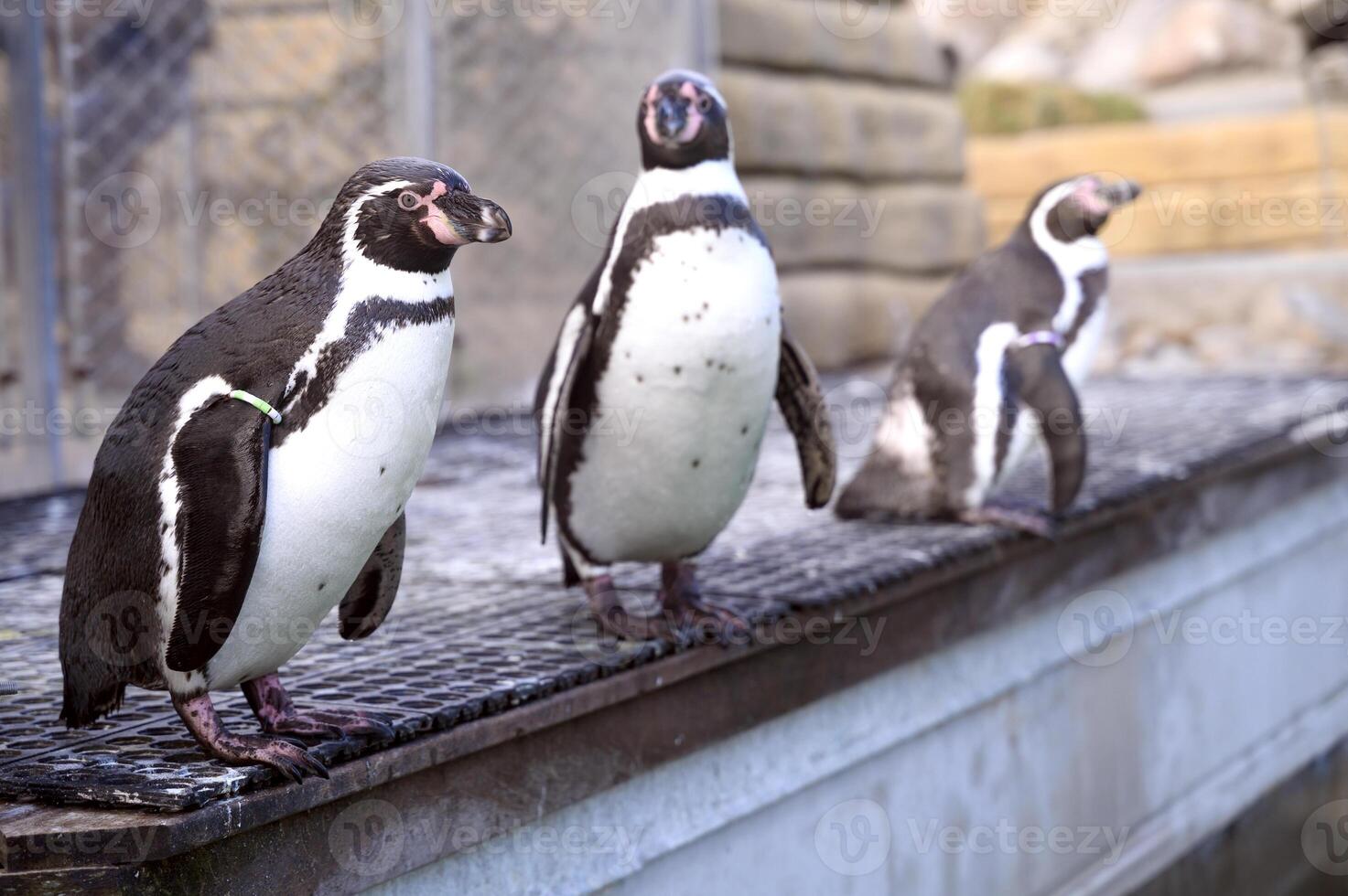 Humboldt or Magellanic penguins Spheniscus in the Copenhagen zoo Kobenhavn 2025 photo