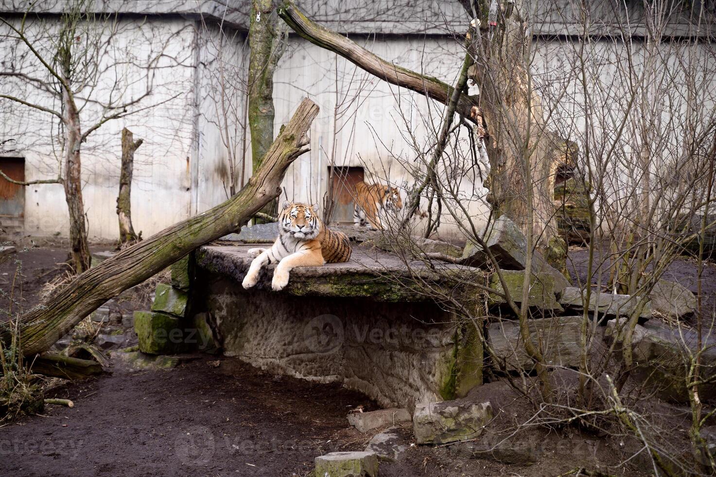 Siberian or Amur tigers Panthera tigris tigris in Copenhagen zoo Kobenhavn 2025 photo