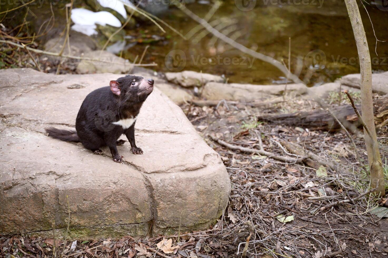 Tasmanian devil Sarcophilus harrisii purinina in Copenhagen zoo Kobenhavn 2025 photo