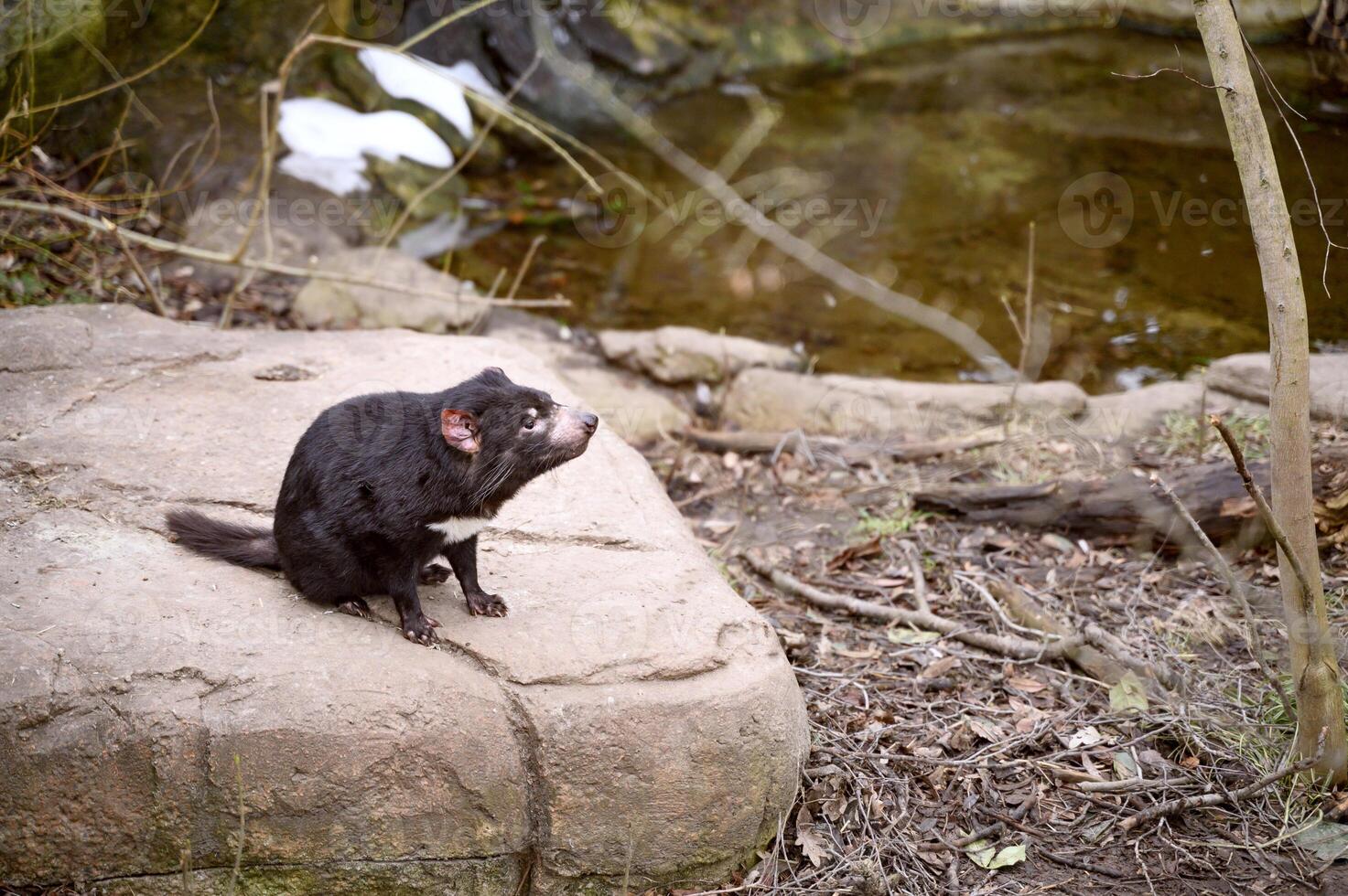 Tasmanian devil Sarcophilus harrisii purinina in Copenhagen zoo Kobenhavn 2025 photo