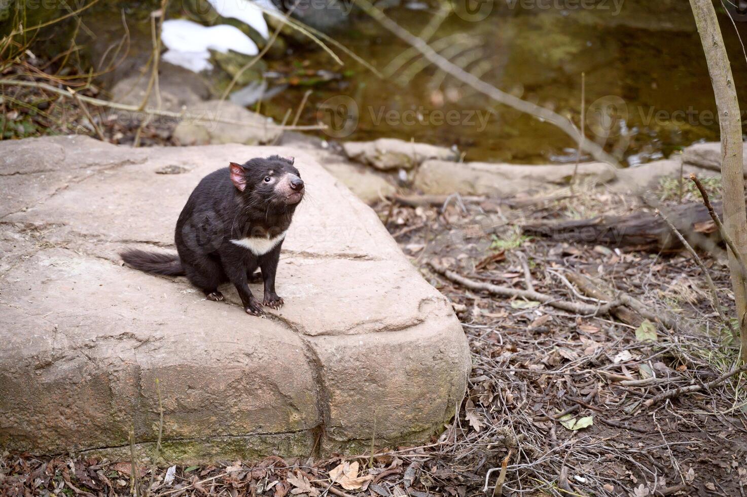 Tasmanian devil Sarcophilus harrisii purinina in Copenhagen zoo Kobenhavn 2025 photo