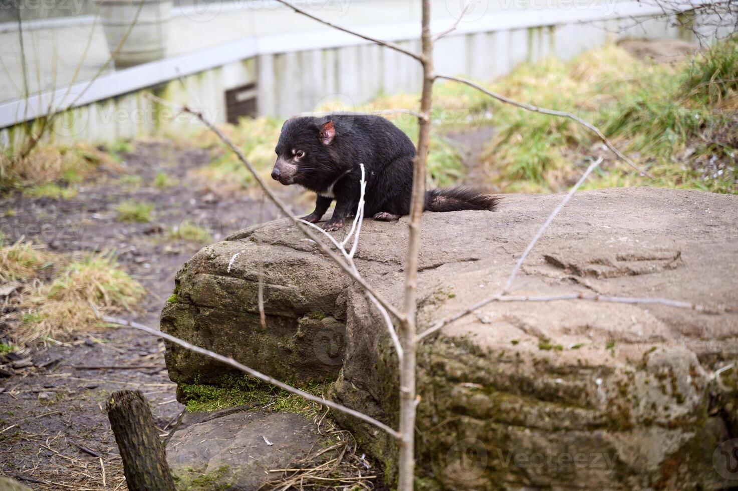 Tasmanian devil Sarcophilus harrisii purinina in Copenhagen zoo Kobenhavn 2025 photo