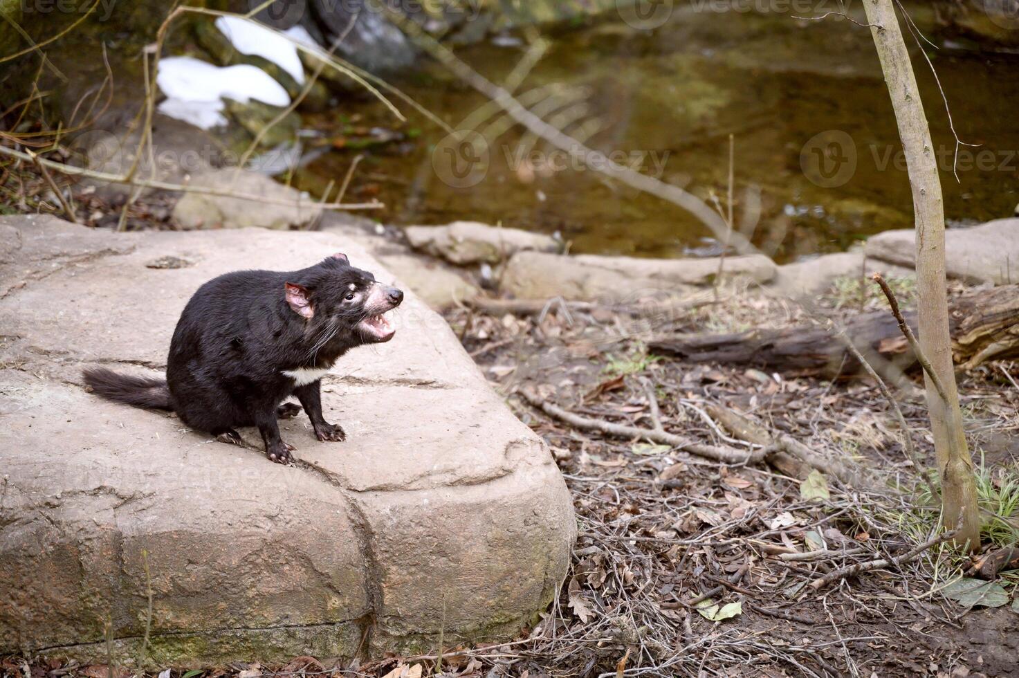 Tasmanian devil Sarcophilus harrisii purinina in Copenhagen zoo Kobenhavn 2025 photo