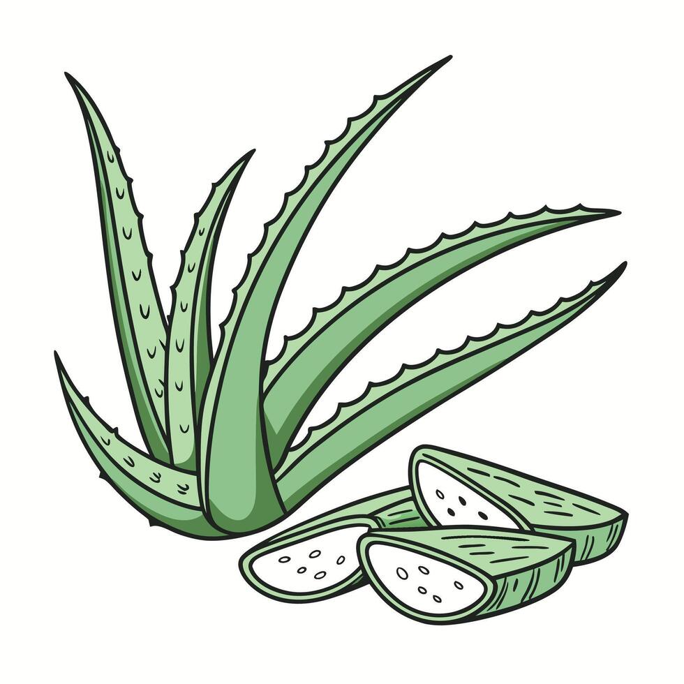 Fresh Aloe Vera Leaf for Skincare and Health vector