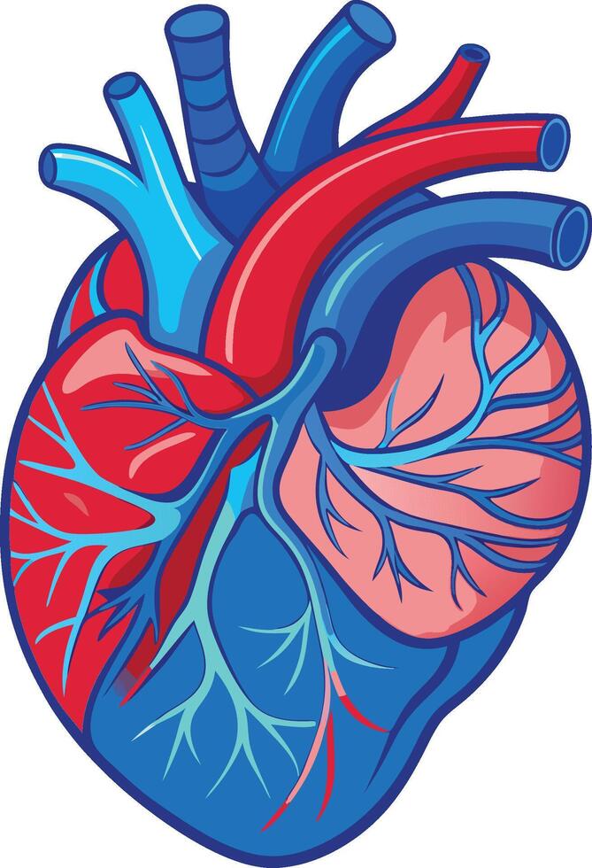 Colorful Anatomical Heart Illustration with Vascular System vector