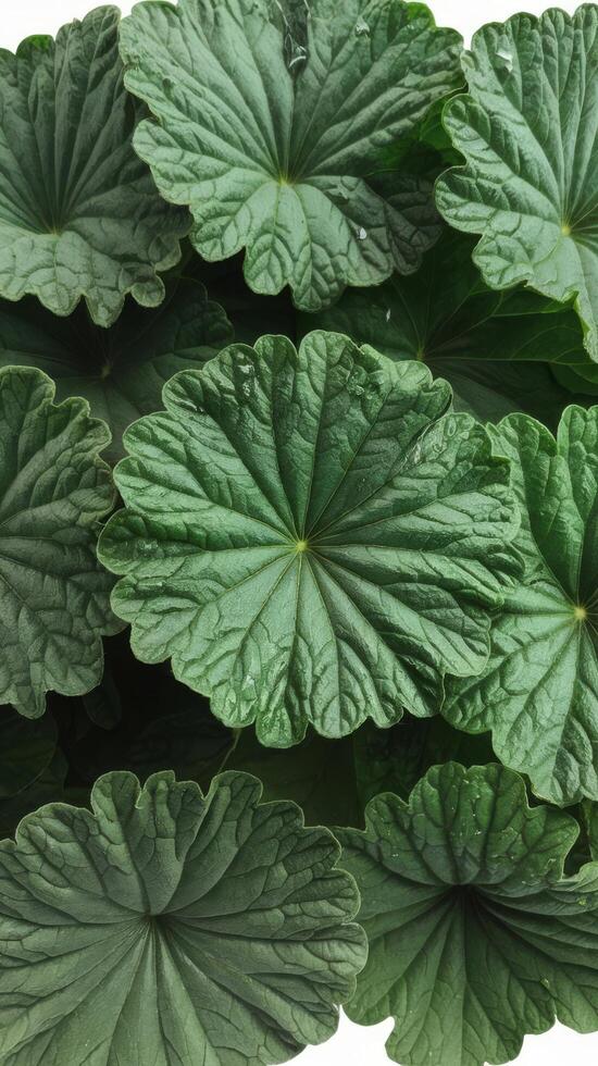 Close up centella asiatica leaves with rn drop isolated on white background top view photo