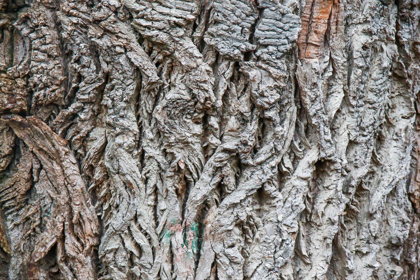 The bark of a tree is covered with a lot of different types of wood photo