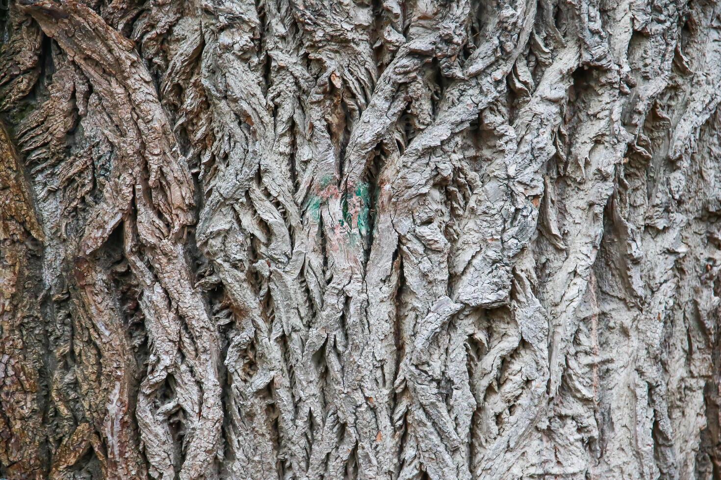 A close up of a tree with a green and red paint on it photo