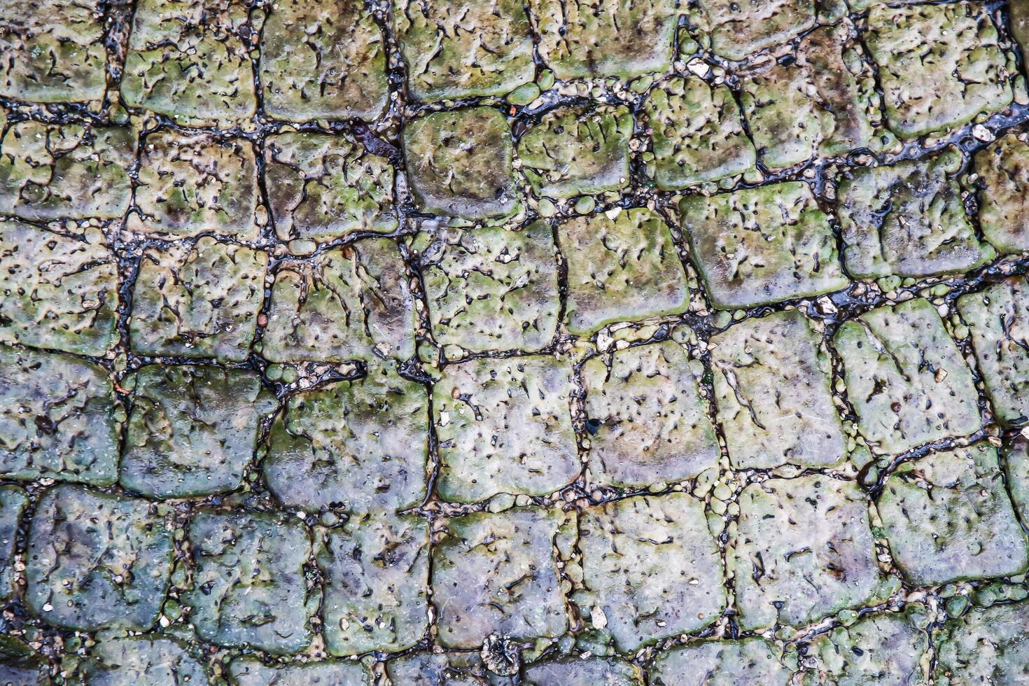 A close up of the texture of a crocodile's skin photo