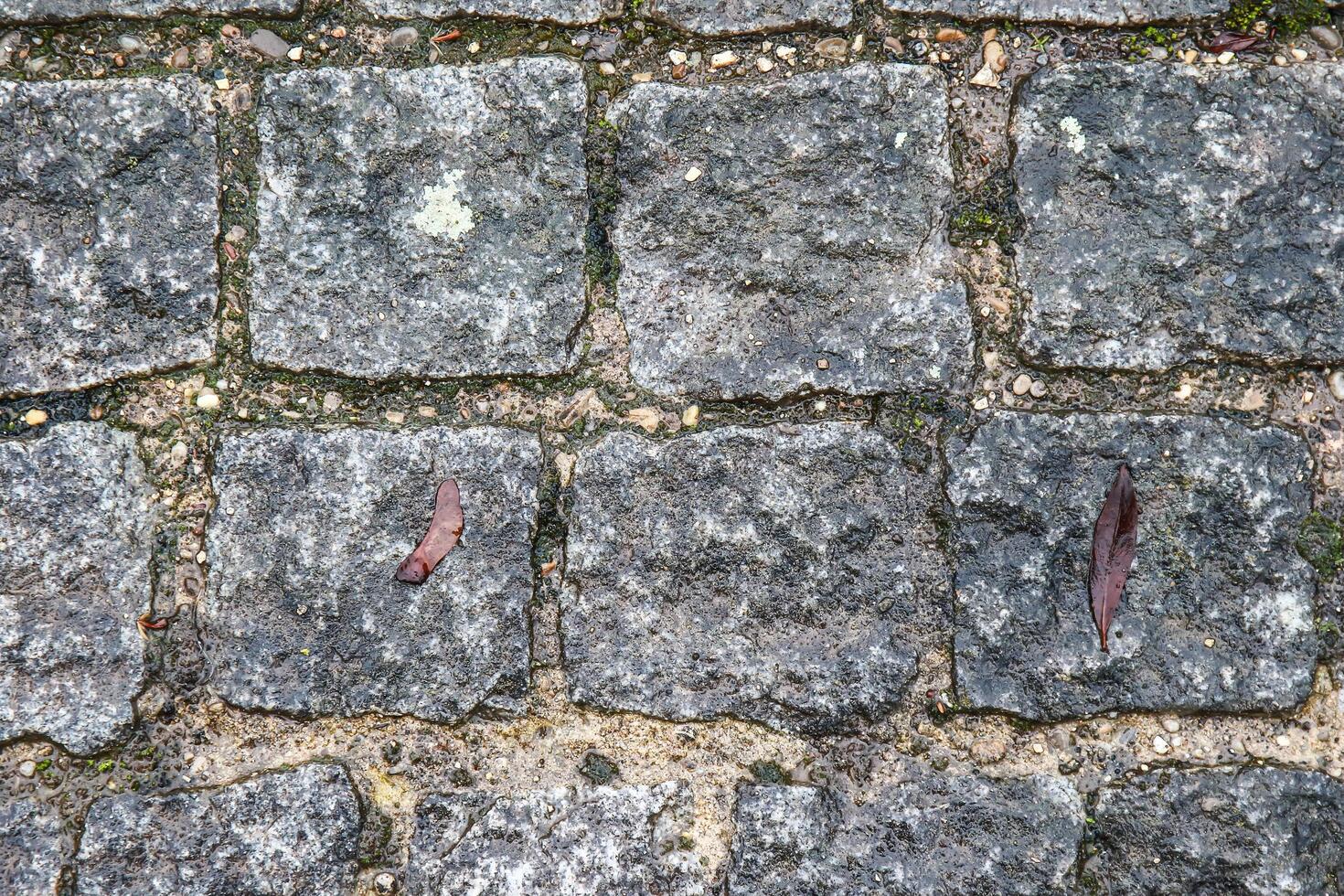 A close up of a stone wall with a red flower photo