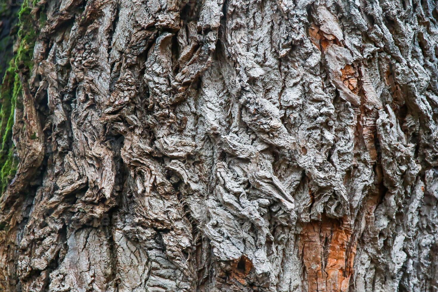 A close up of the bark of a tree photo