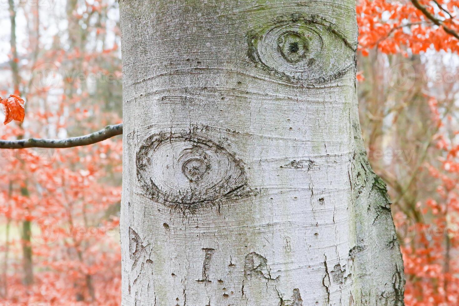 A tree with a face carved into it photo
