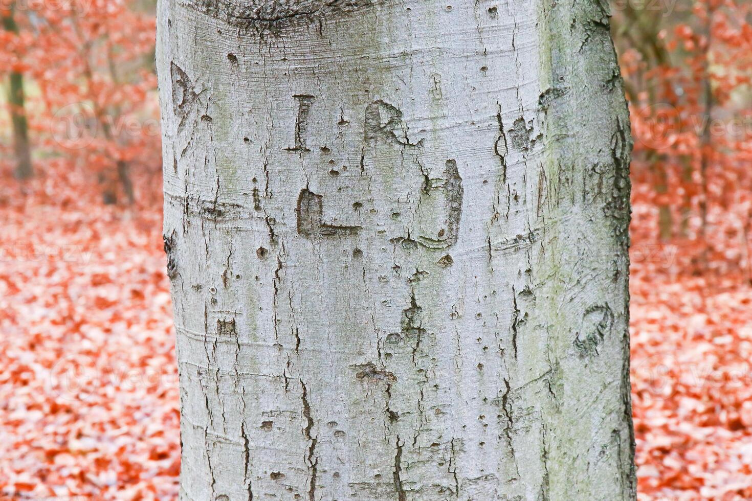 A close up of a tree trunk with red leaves photo