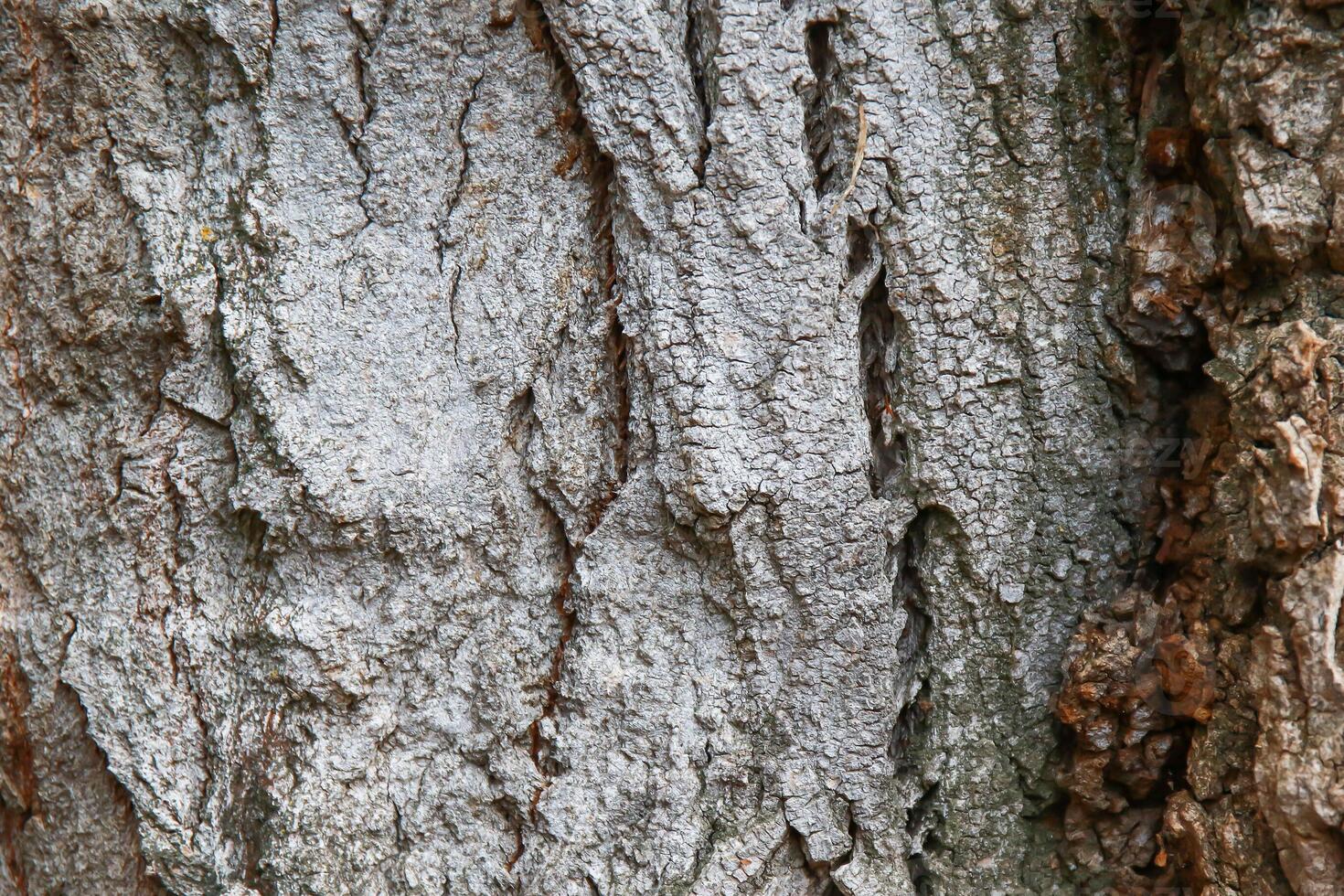 A close up of a tree with a bird on it photo