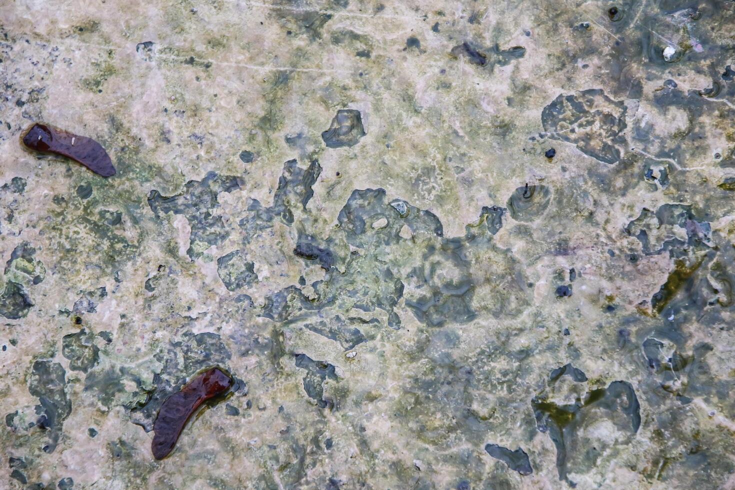 A close up of a rock with some leaves on it photo