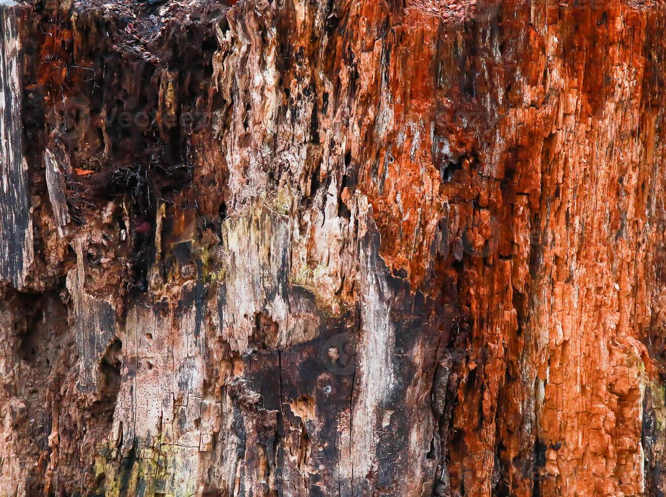 A close up of a tree trunk with red paint photo
