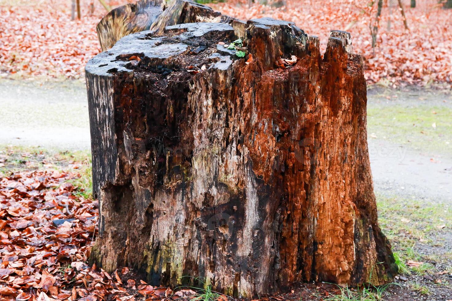 A large tree stump in the woods photo
