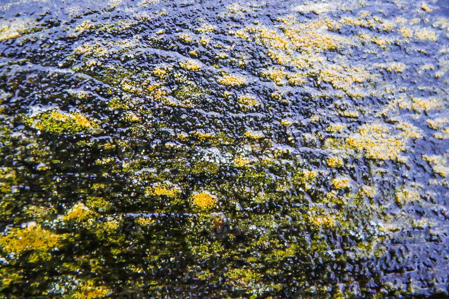 A close up of a rock with yellow and black lichen photo