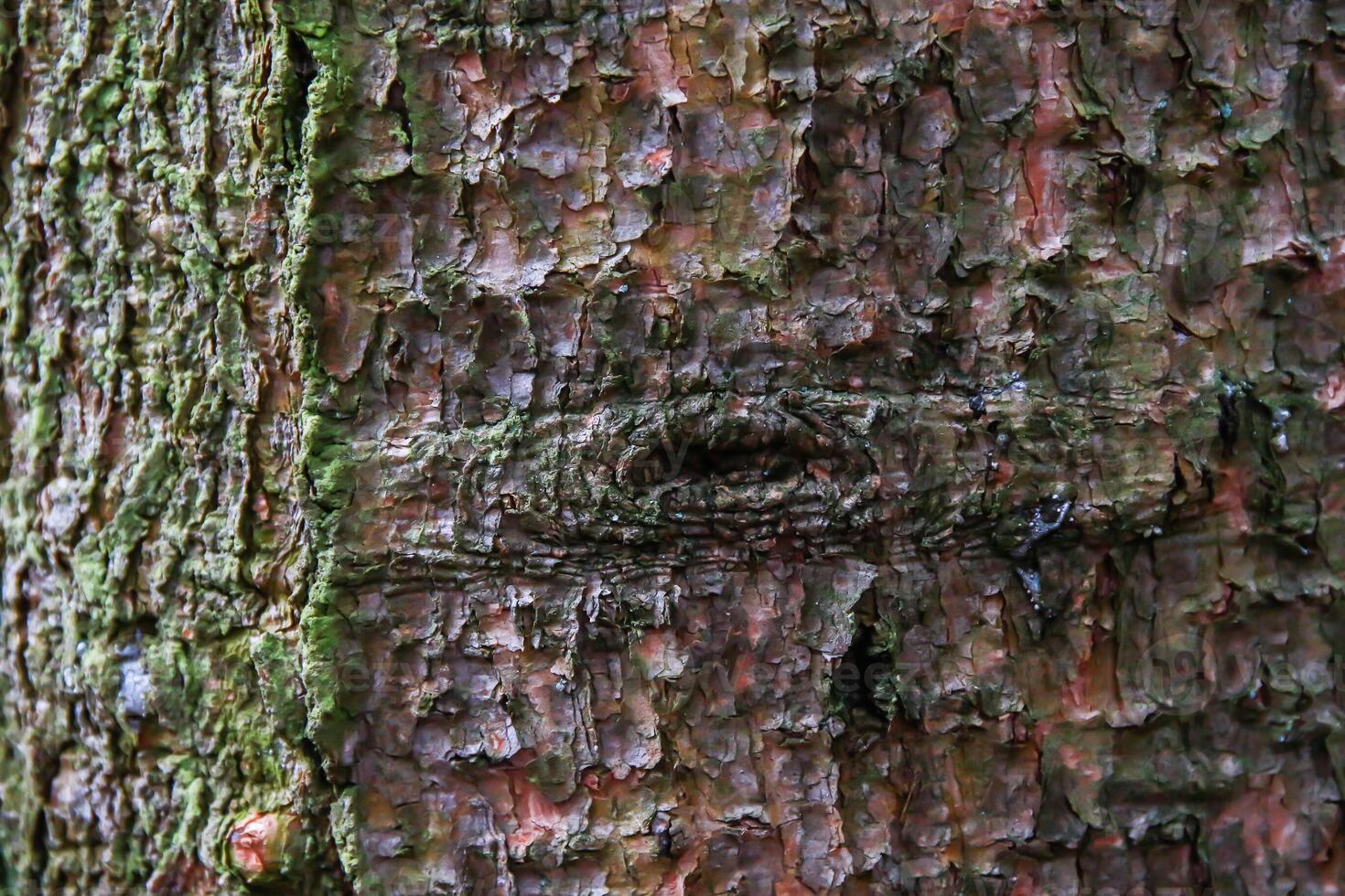 A close up of a tree with a hole in it photo
