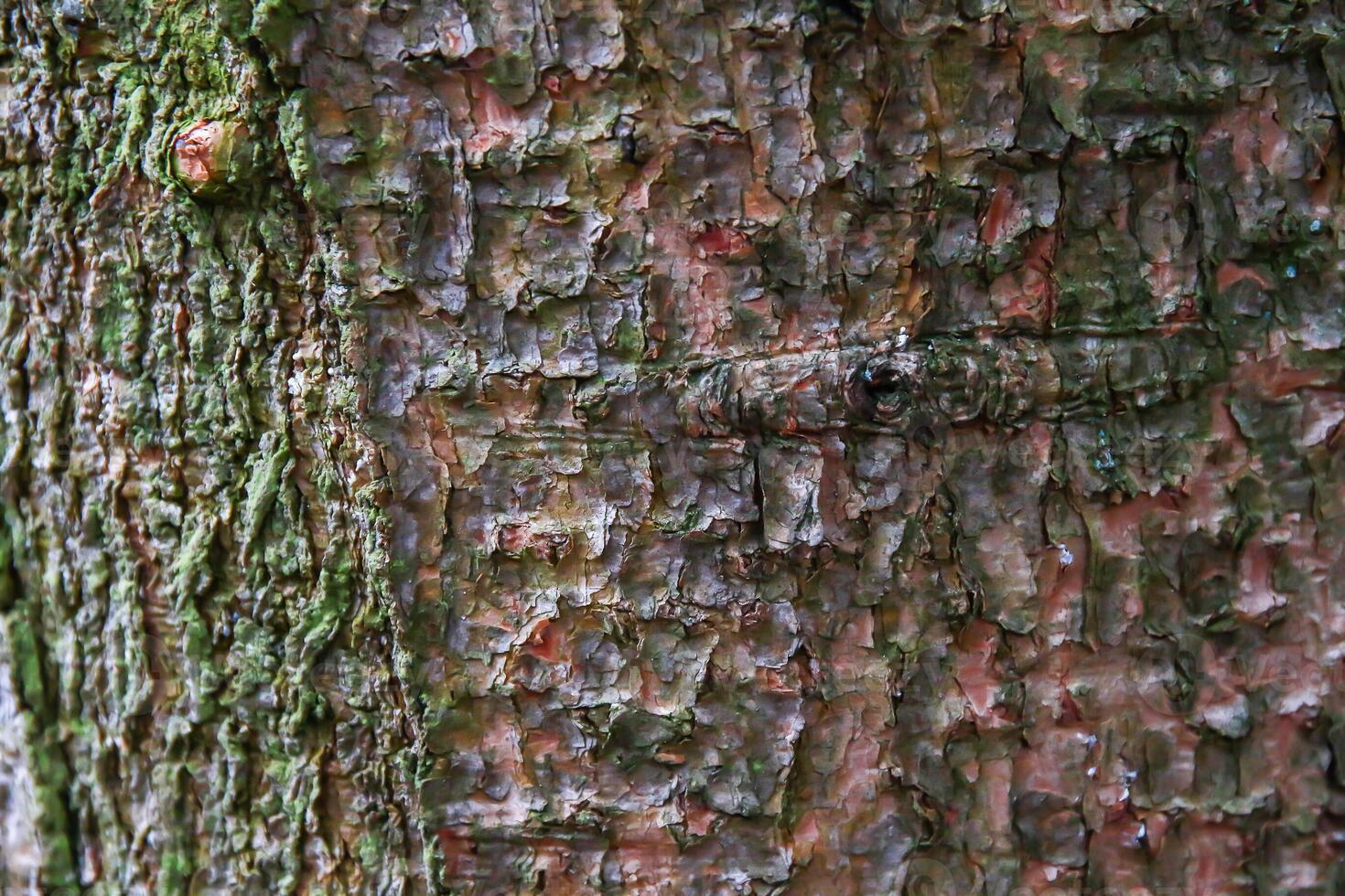 A close up of the bark of a tree photo