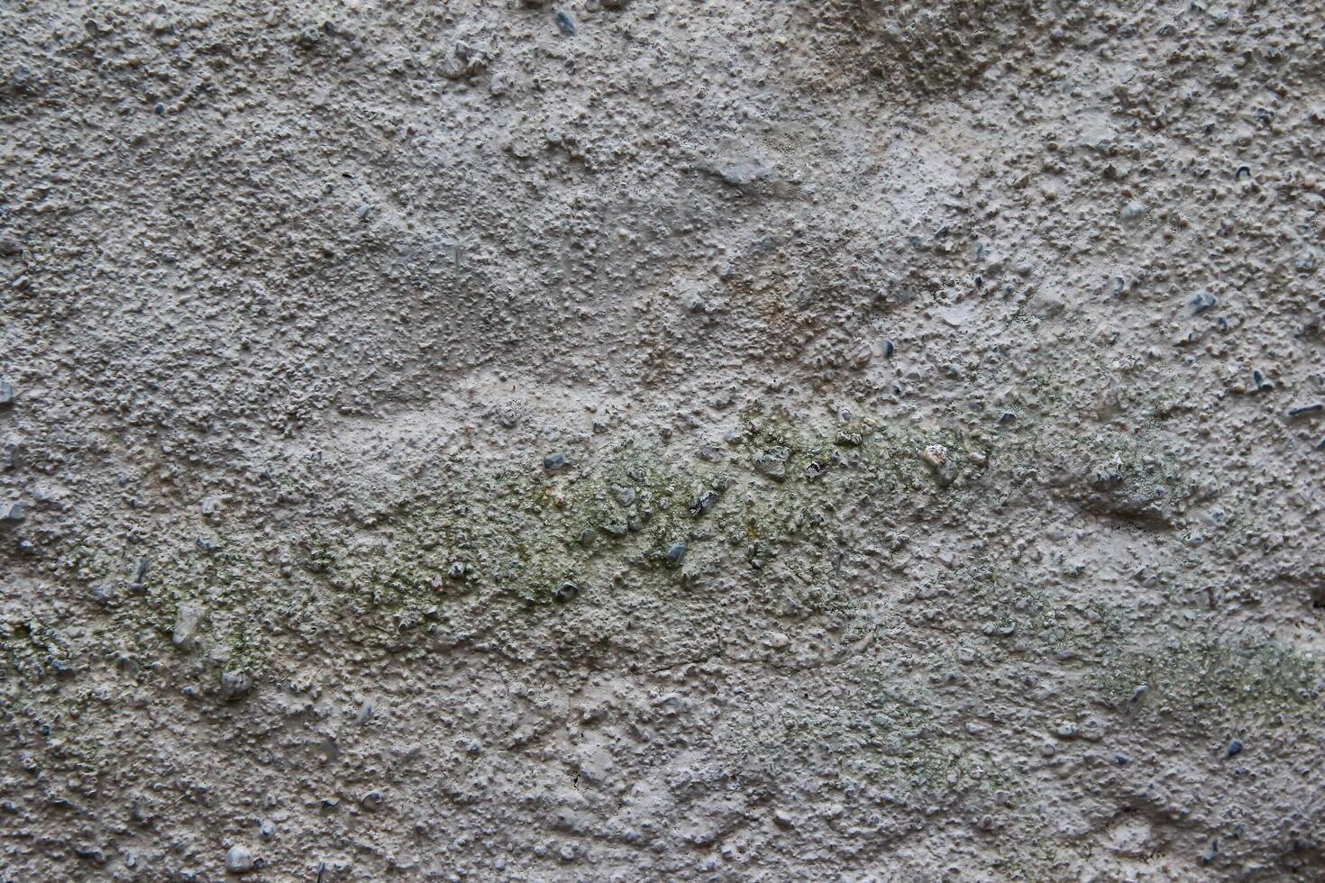 A close up of a wall with some green moss photo