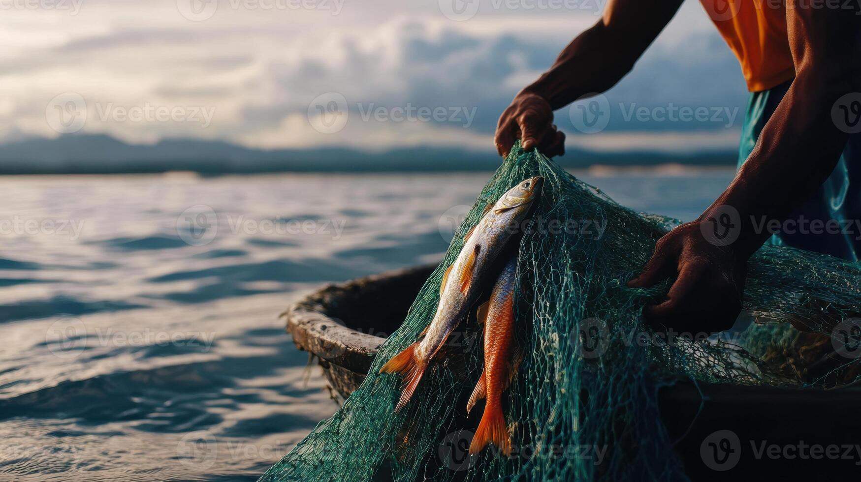 Fisherman pulling up net filled with fresh fish at sunset photo