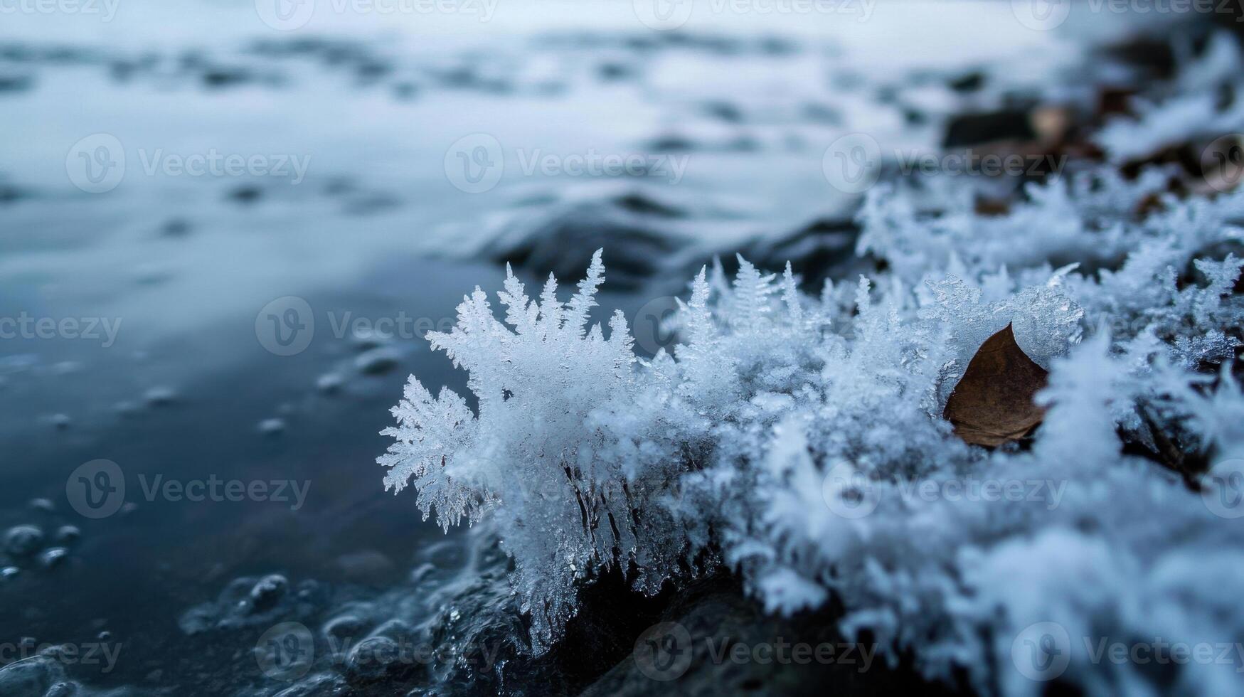Frost covered plants by lake, showcasing winter beauty and chill photo