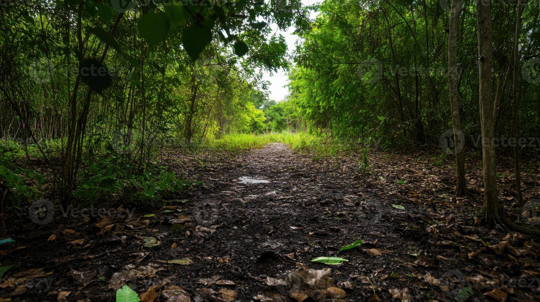 serene forest path surrounded by lush greenery and fallen leaves photo