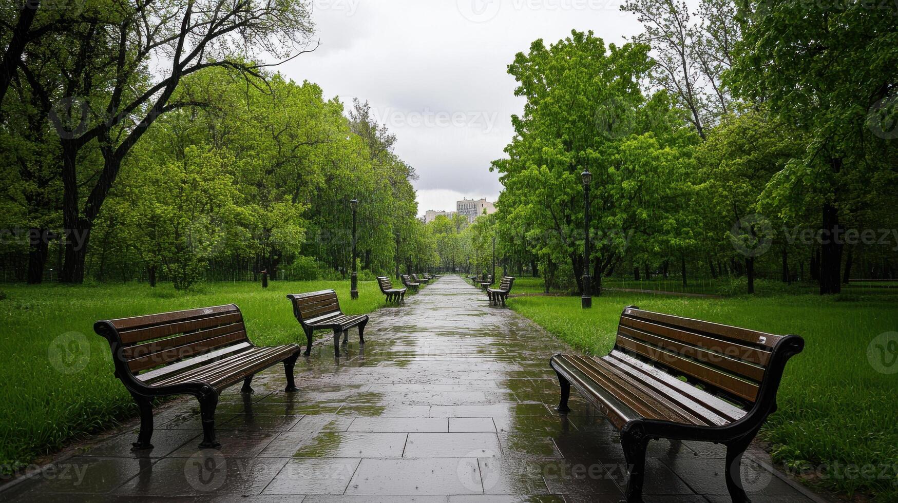 A walkway lined with benches and trees photo