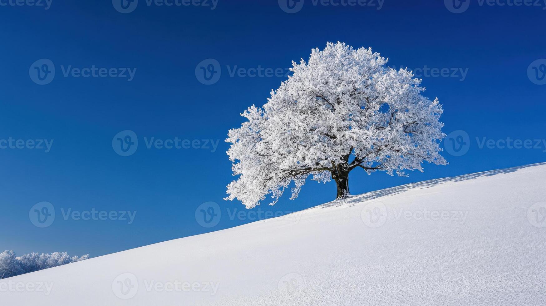 A lone tree stands on a snowy hill photo