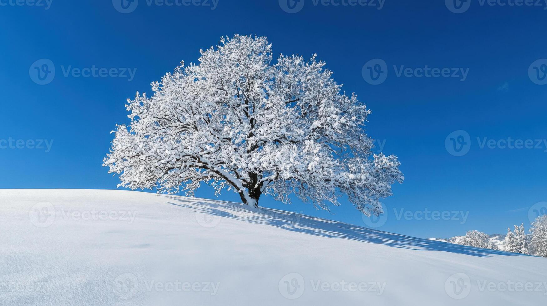 snowy hill with single tree, branches coated in white photo