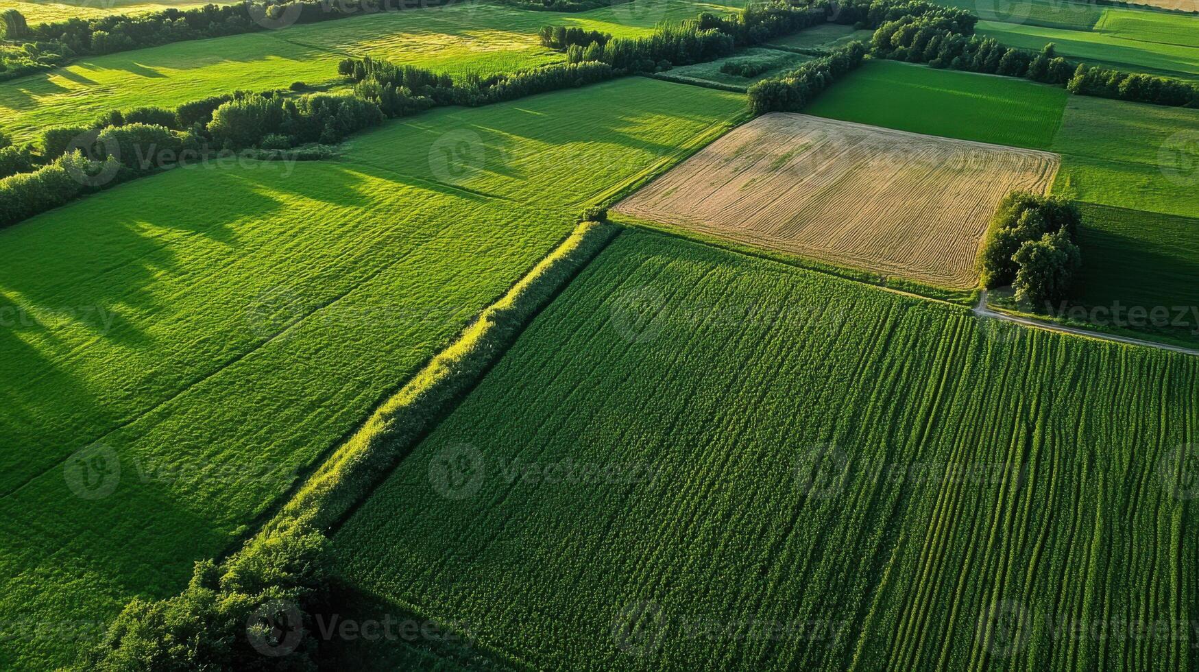 Lush green farmland with varying crop patterns and shadows photo