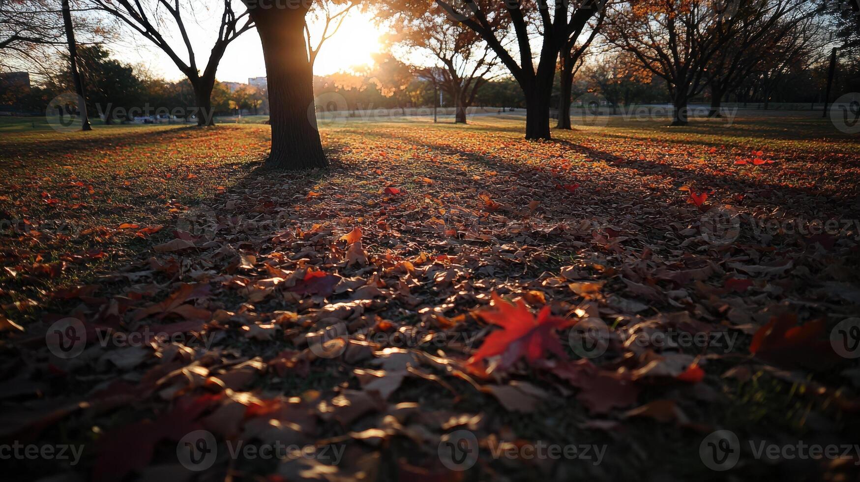 Autumn park with scattered leaves in shades of red and orange photo