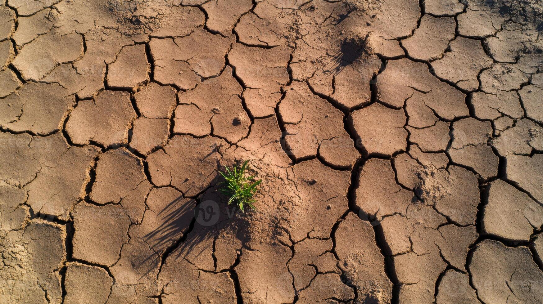 Dry cracked earth with single green plant growing photo