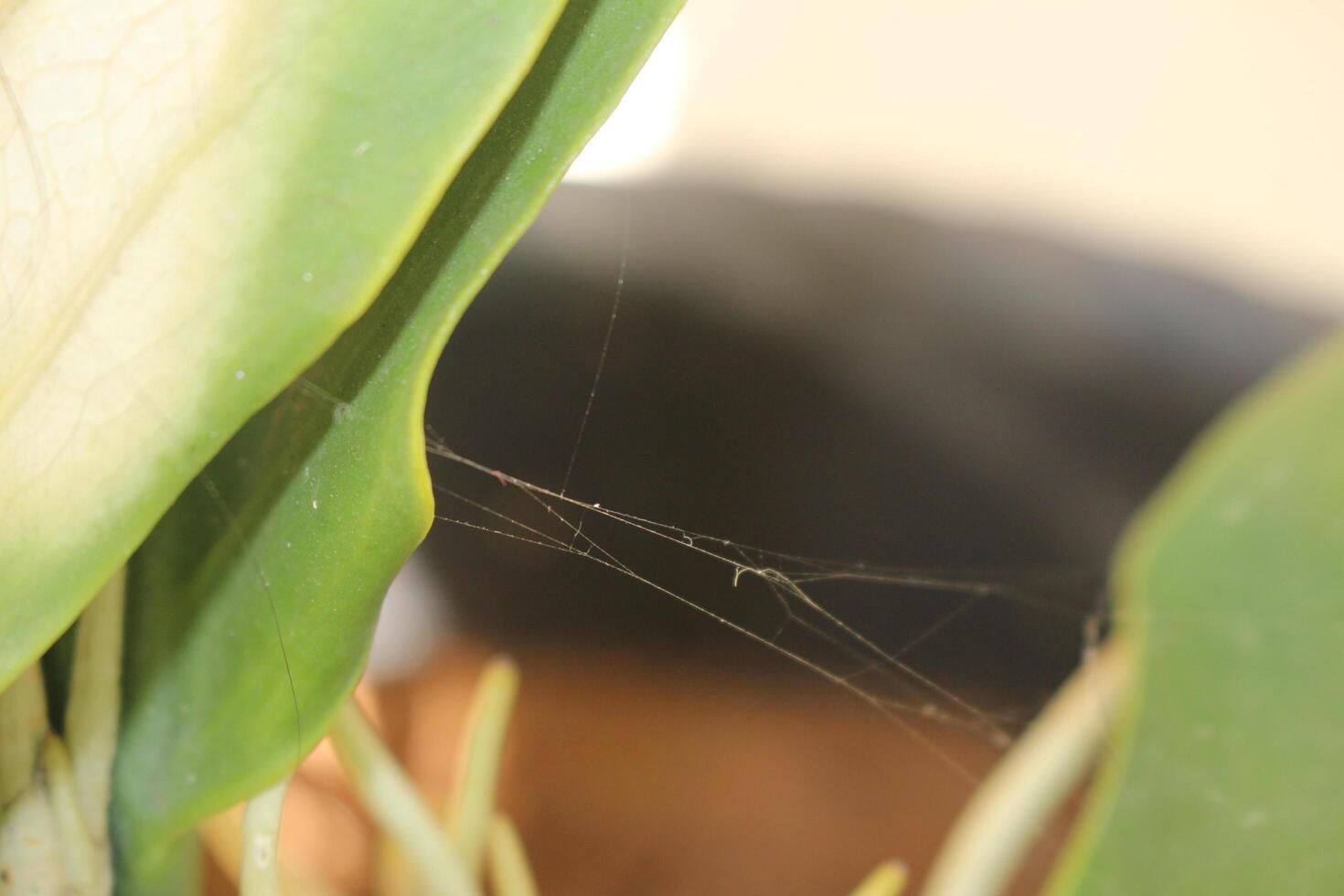 A spider web on a plant photo