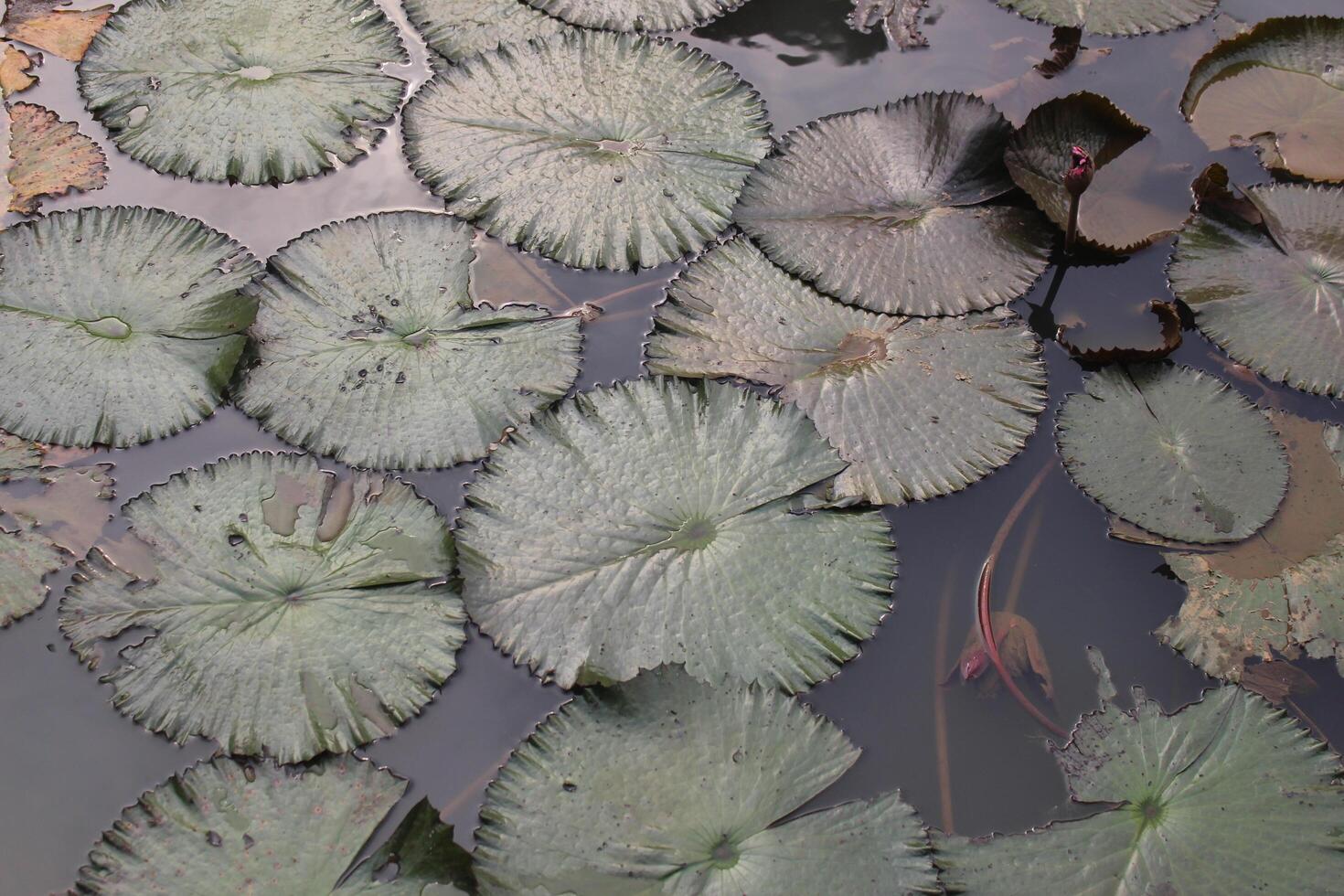 A large group of water lillies floating in a pond photo