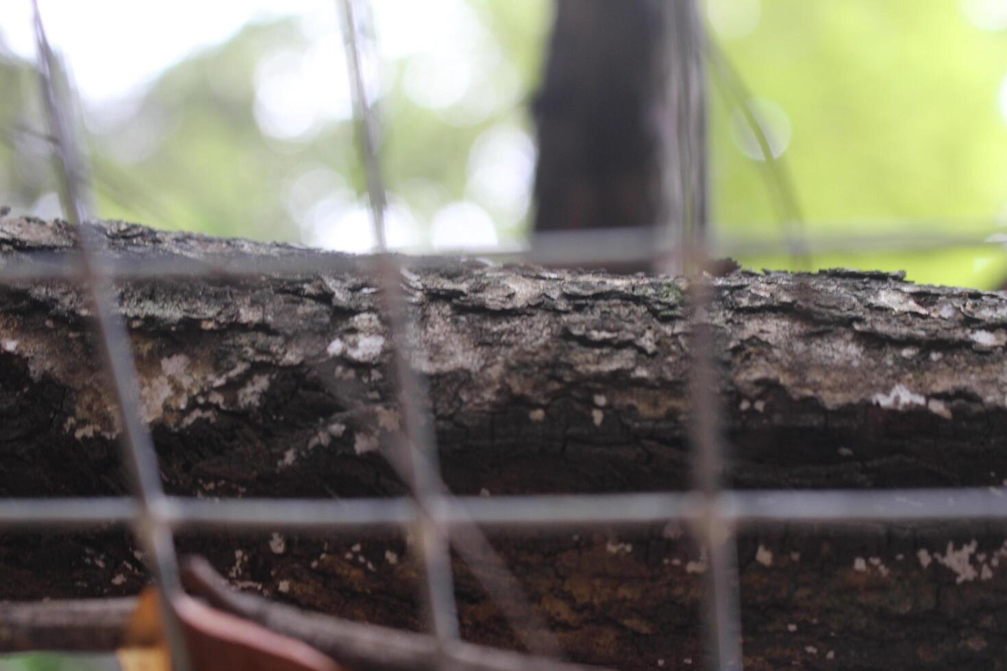 A tree branch with a bird sitting on it photo