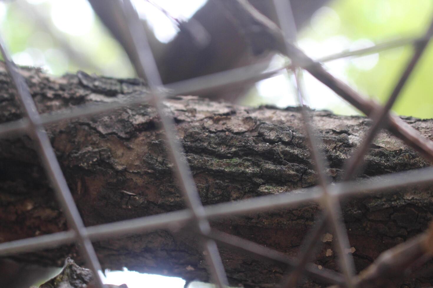 A bird sitting on a tree branch photo