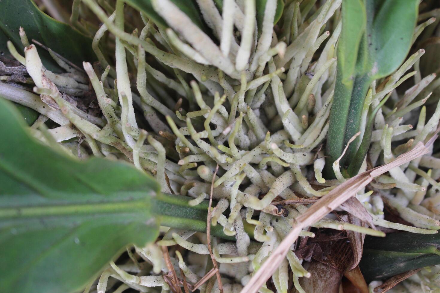 A plant with white flowers and green leaves photo