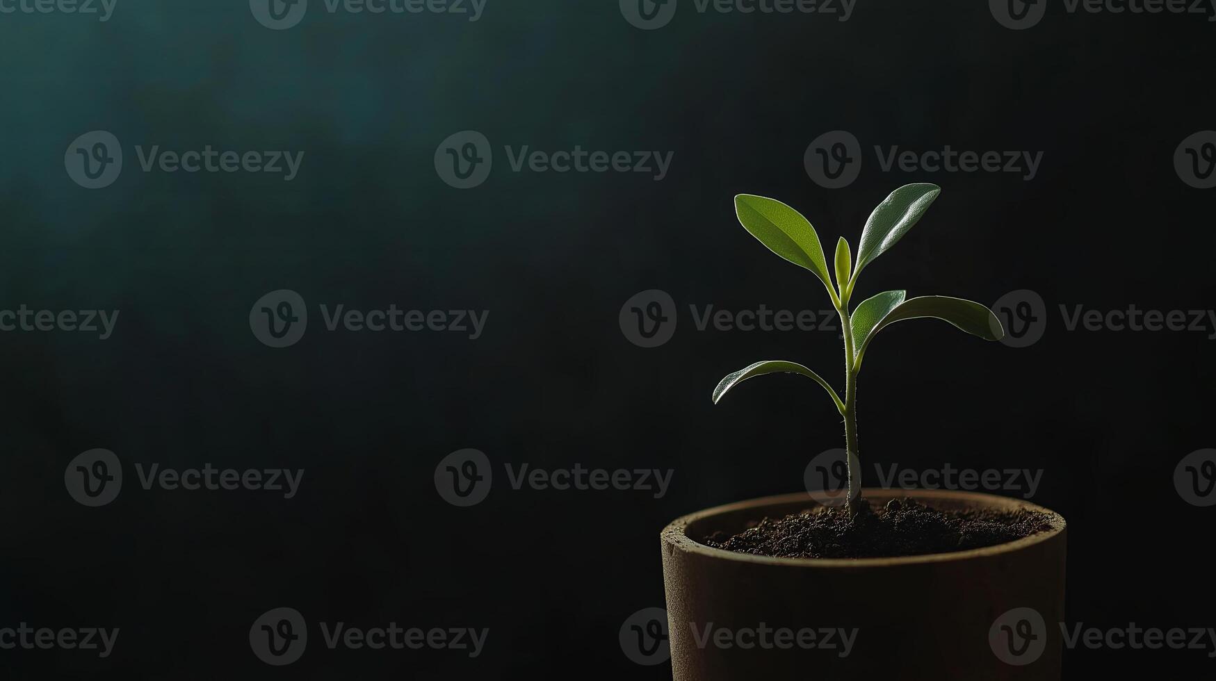 A small green plant sprouting from a pot, illuminated by soft light, symbolizing growth, nature, sustainability, and new beginnings. photo
