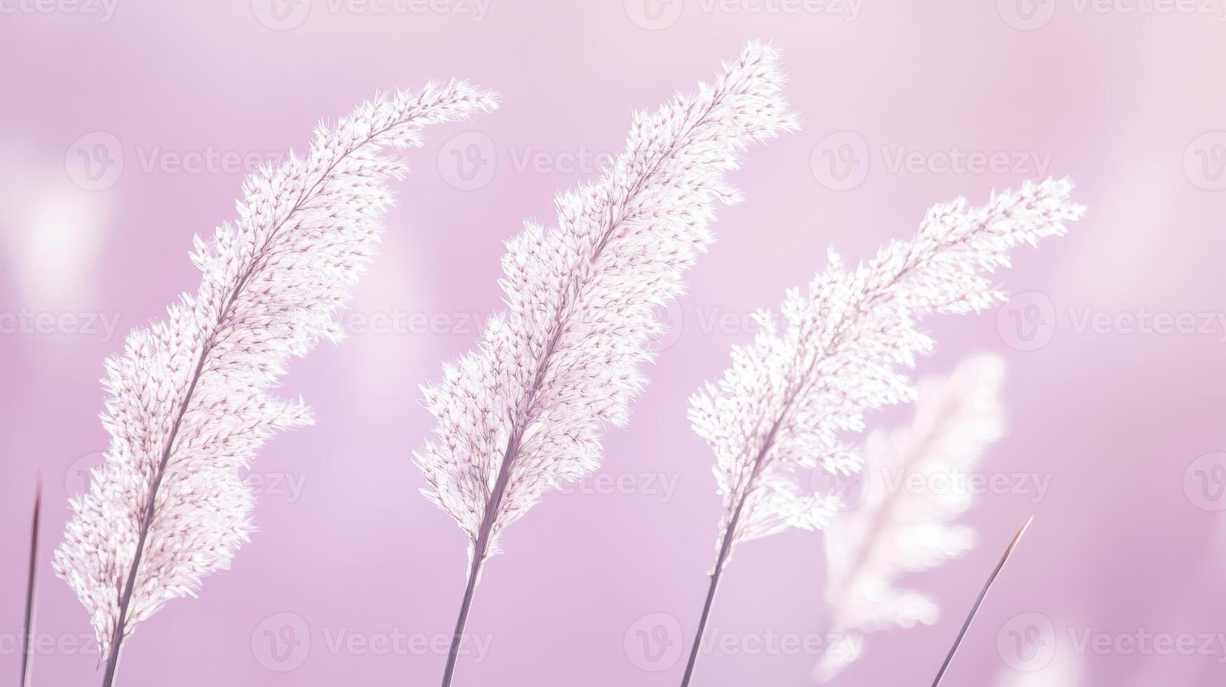 A tranquil meadow features grass tinted in soft shades of pink, swaying gently in the soothing breeze as the sun sets beautifully on the horizon photo