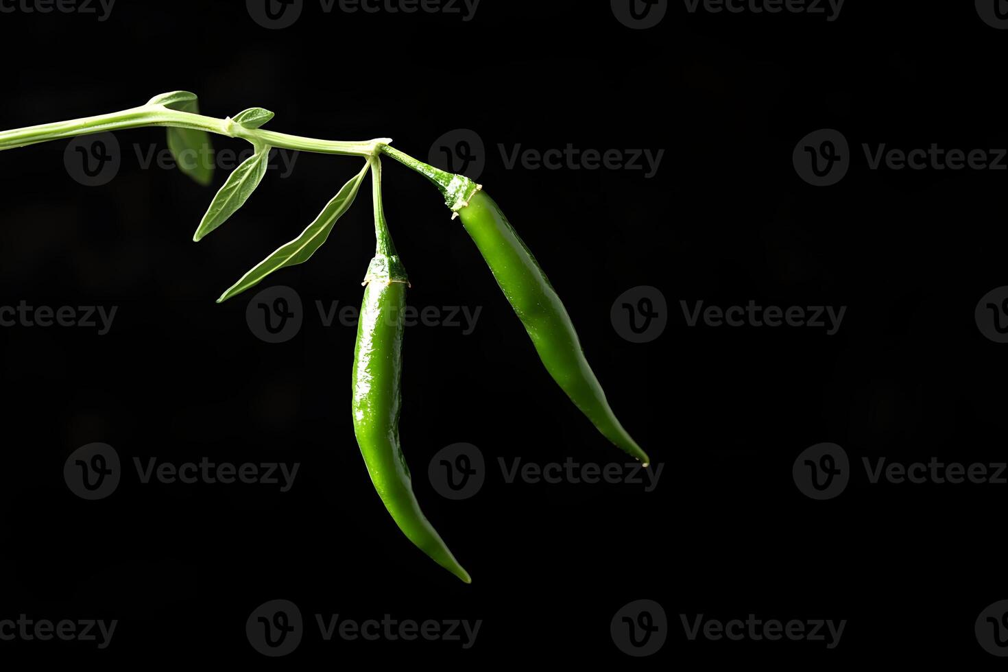 Green Chili Peppers on Stem with Leaves photo