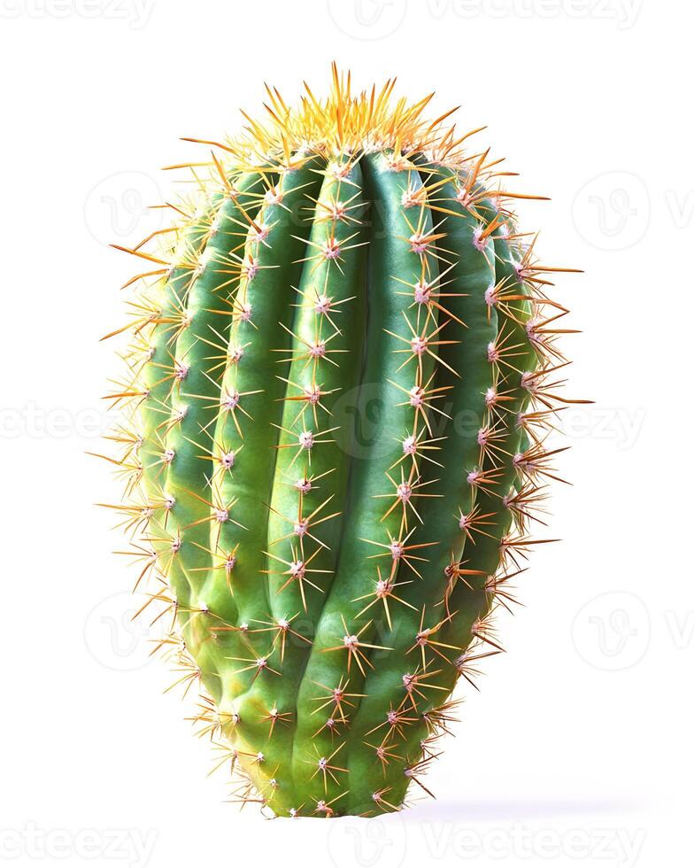 Green Cactus with Spines on White Background photo