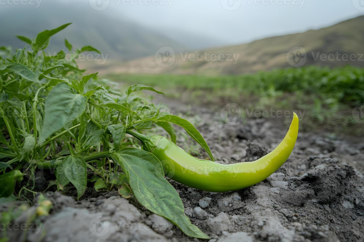 Green Chili Pepper in Agricultural Field photo