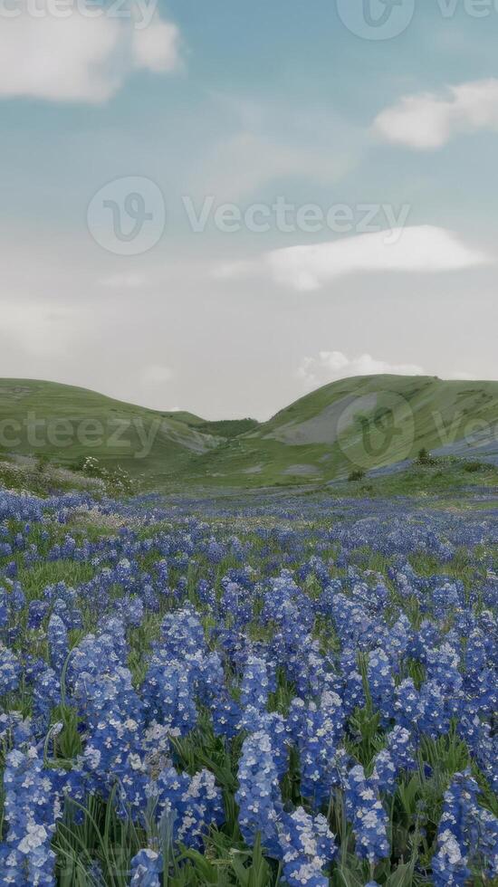 A field of bluebonnets in the middle of a field photo