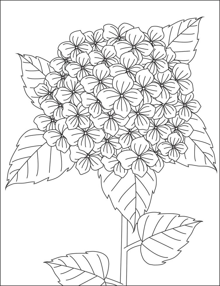 Hydrangea Flower Coloring Page vector