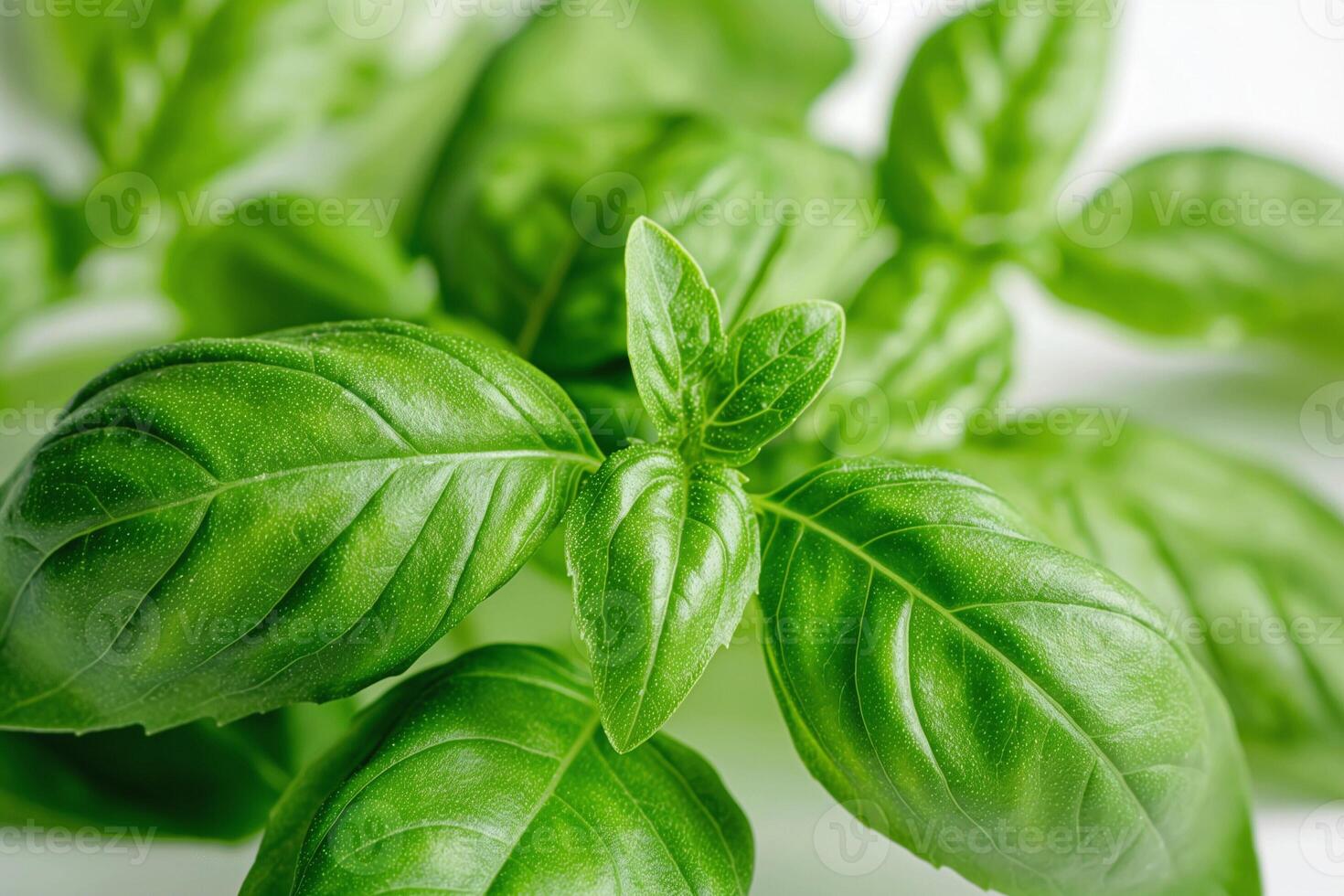 Vibrant green basil leaves with glossy texture, perfect for culinary use. photo