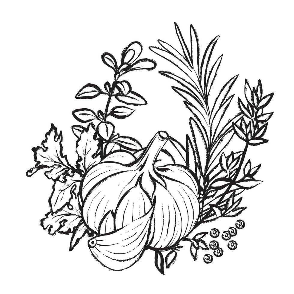 Black and white illustration of garlic with rosemary, thyme, oregano, and cilantro. Graphic drawing for culinary projects and packaging. vector