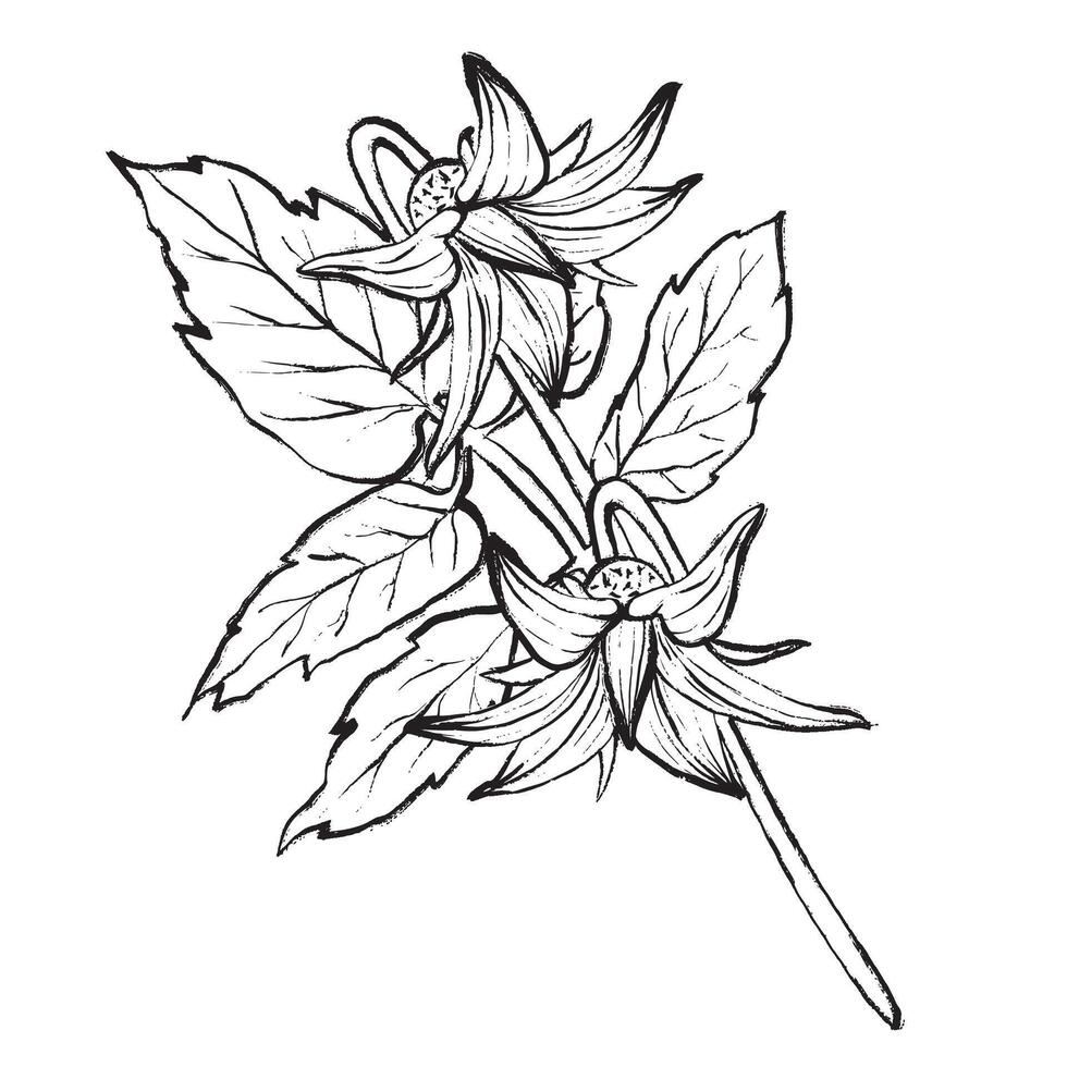 Black and white illustration of a tomato flower with leaves. Detailed contour drawing in vintage style. Ideal for packaging, cookbooks, menus, logos, and botanical designs. vector